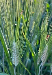 La semina del Grano duro di Gerace