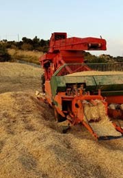 La raccolta del grano