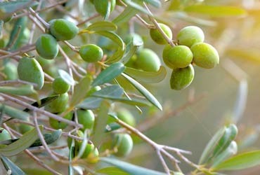 Olio Extra Vergine di Oliva