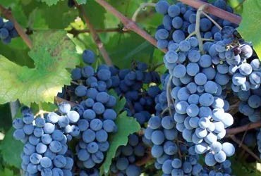 Vino Rosso Gaglioppo